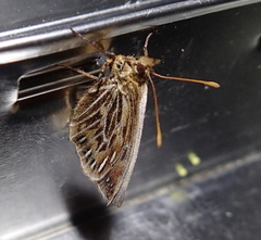 Steromapedaliodes bordoni