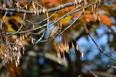 Haemorhous purpureus purpureus