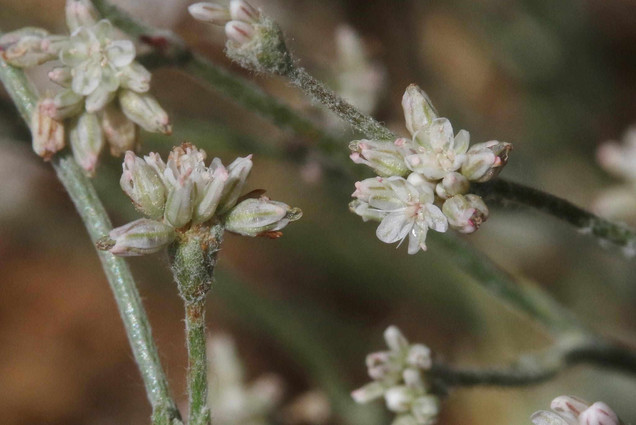 Eriogonum temblorense