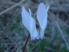 Cyclamen cyprium