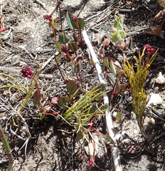 Indigofera sp3