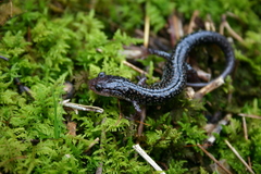 Plethodon caddoensis