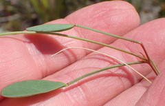 Indigofera sp3