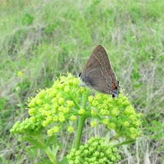 Satyrium favonius