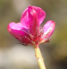 Indigofera sp3