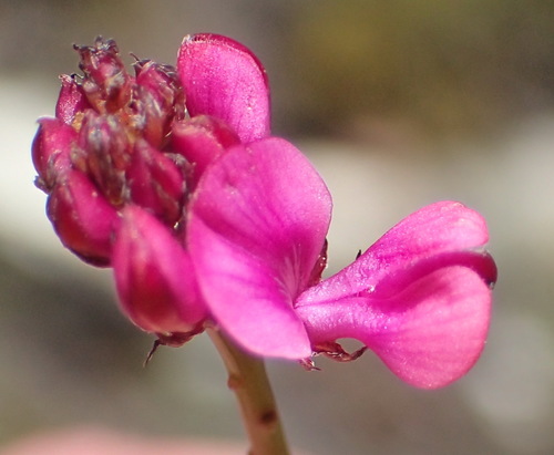 Image of Indigofera sp3 by (c) Nicola van Berkel, some rights reserved (CC BY-SA)