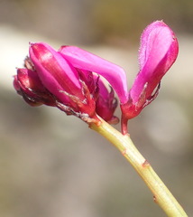 Indigofera sp3