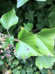 Hedera hibernica