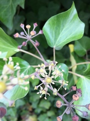 Hedera hibernica