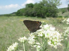 Satyrium favonius