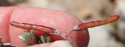 Image of Indigofera swartbergensis by (c) Nicola van Berkel, some rights reserved (CC BY-SA)