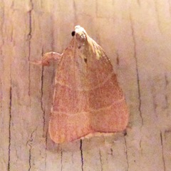 Parachma ochracealis