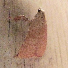 Parachma ochracealis