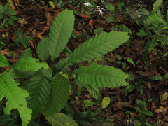 Cupania