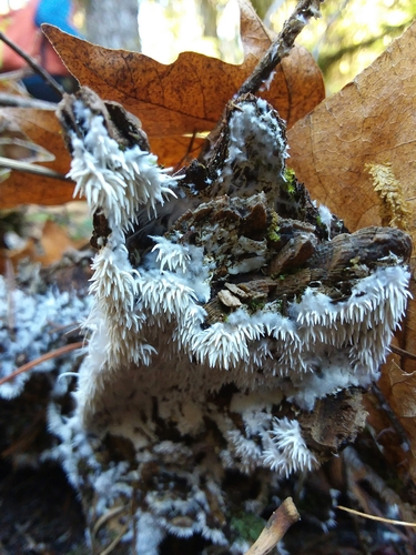 Hydnocristella himantia image