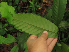 Cupania