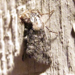 Abrostola microvalis