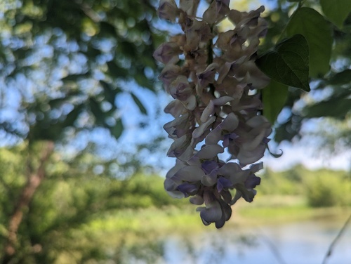 Wisteria frutescens