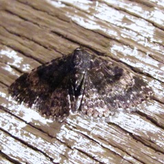 Metalectra diabolica