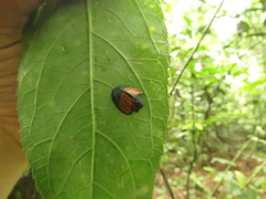 Echoma anaglyptoides