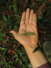 Pseudechinolaena polystachya