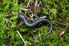 Plethodon caddoensis