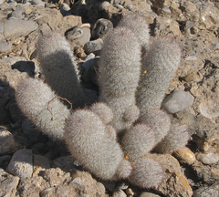 Mammillaria pottsii