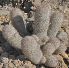 Mammillaria pottsii