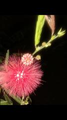 Calliandra haematocephala