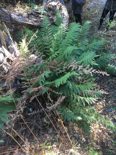 iNaturalist observation photo of giant chain fern
