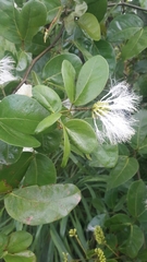 Pithecellobium lanceolatum