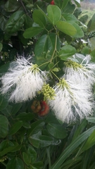 Pithecellobium lanceolatum
