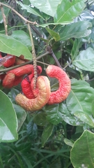 Pithecellobium lanceolatum