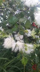 Pithecellobium lanceolatum