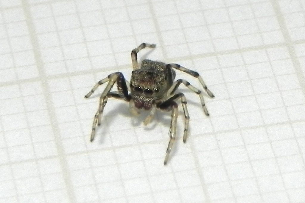Zygoballus gracilipes