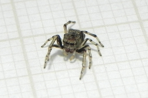 Zygoballus gracilipes