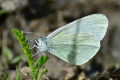 Dismorphiinae