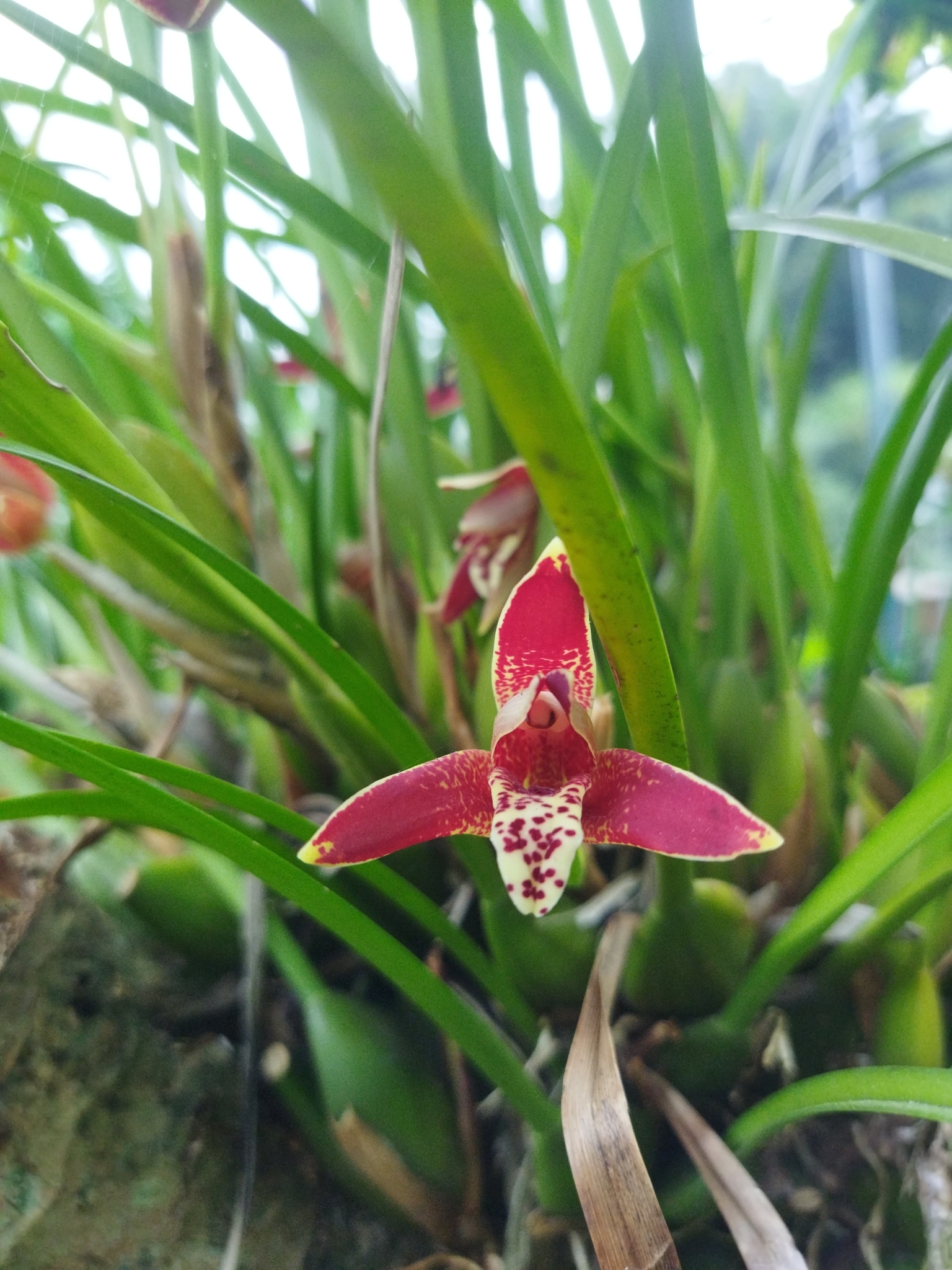 Imagem de Orquídea-da-serra