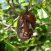Murciélago de Seminola - Photo (c) Eric Soehren, algunos derechos reservados (CC BY-NC), subido por Eric Soehren