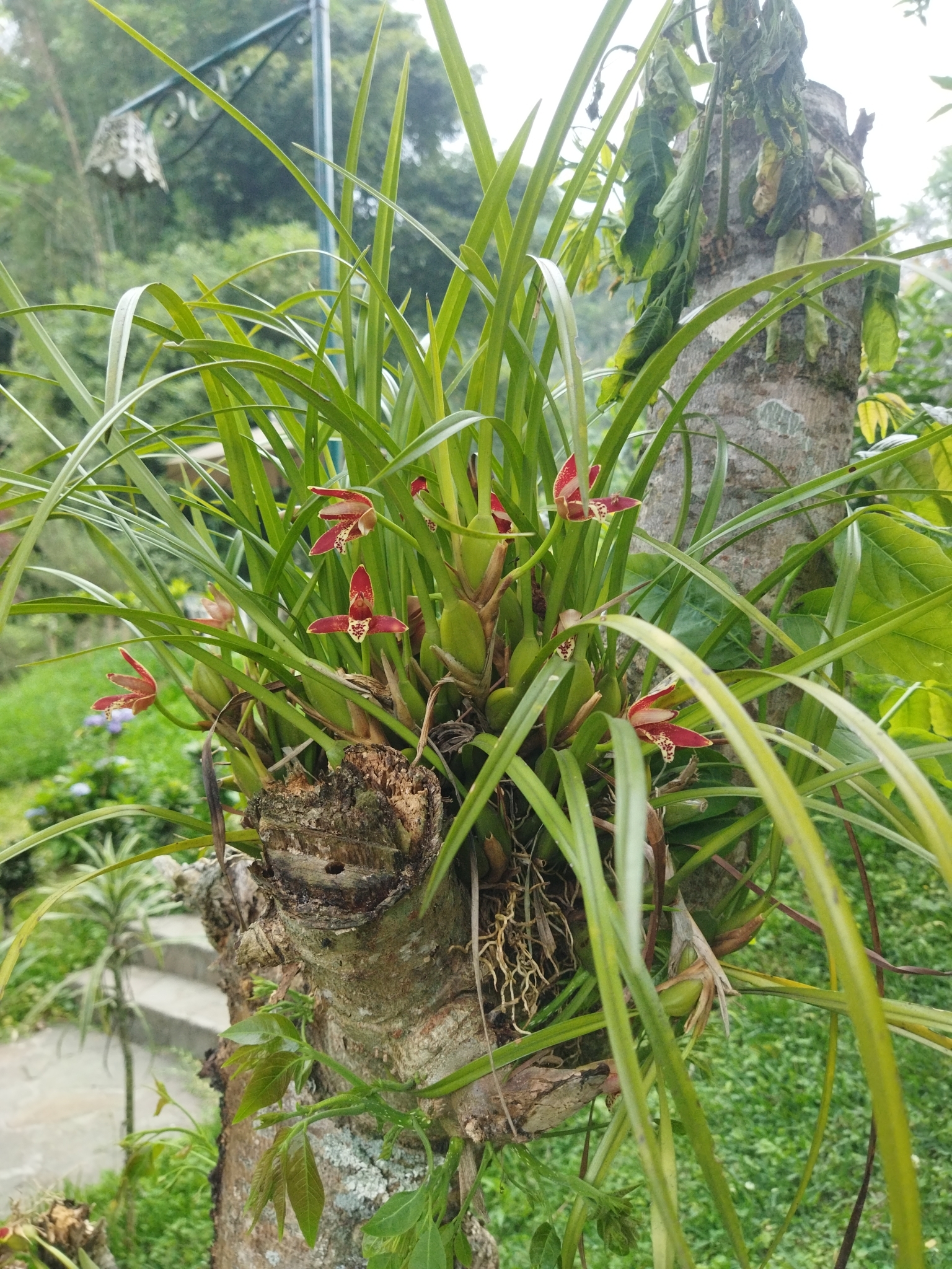 Imagem de Orquídea-da-serra