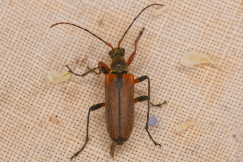 Cortodera cubitalis photo 3