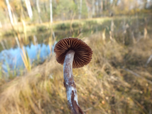 Cortinarius tortuosus image