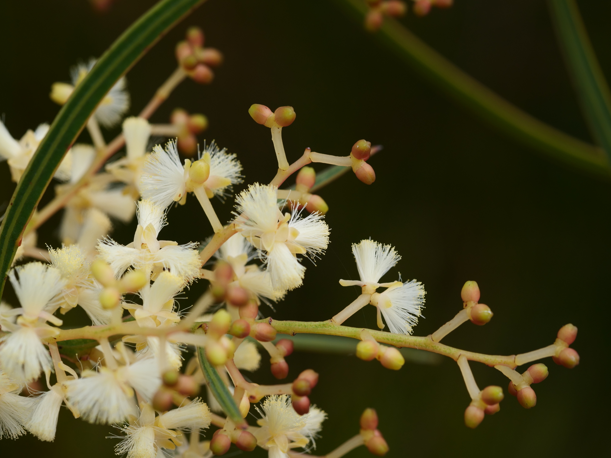 Acacia myrtifolia