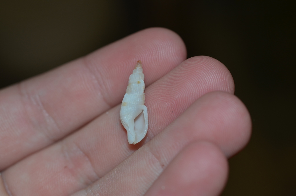 Arrow Dwarf Triton