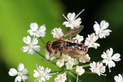 Anasimyia contracta