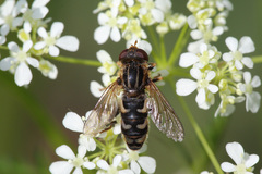 Anasimyia interpuncta