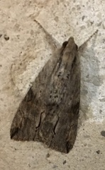 Melipotis acontioides