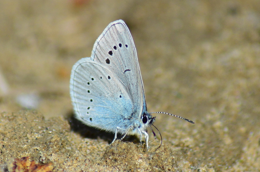 Lycormas Blue