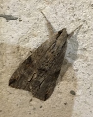 Melipotis acontioides