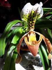 Paphiopedilum